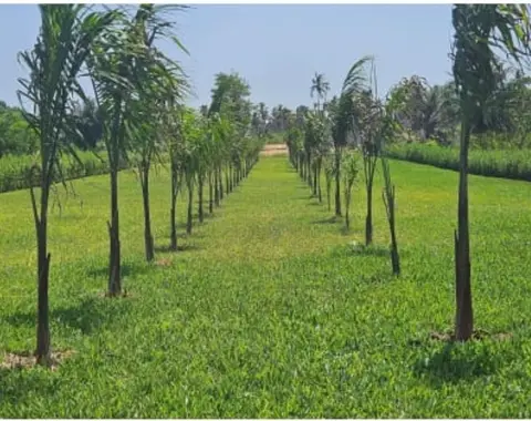 Terrain 3500m2 avec CPF pieds dans lagune à l’île boulay baie des  milliardaires — photo 1