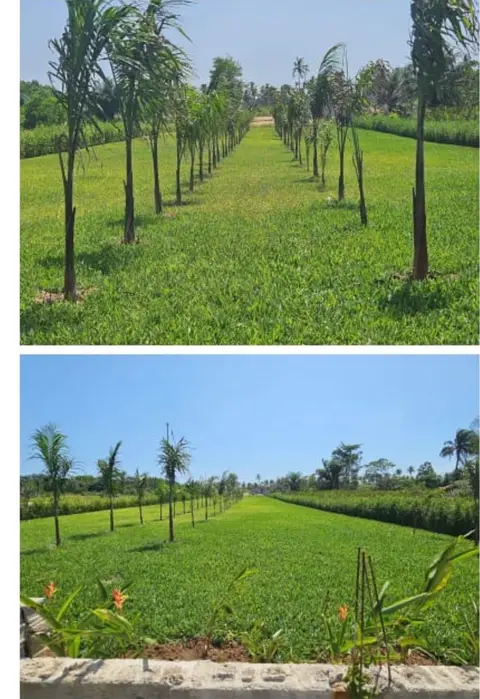 Terrain 3500m2 avec CPF pieds dans lagune à l’île boulay baie des  milliardaires — photo 3